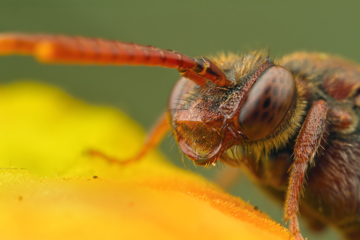 Nomada Bee 1